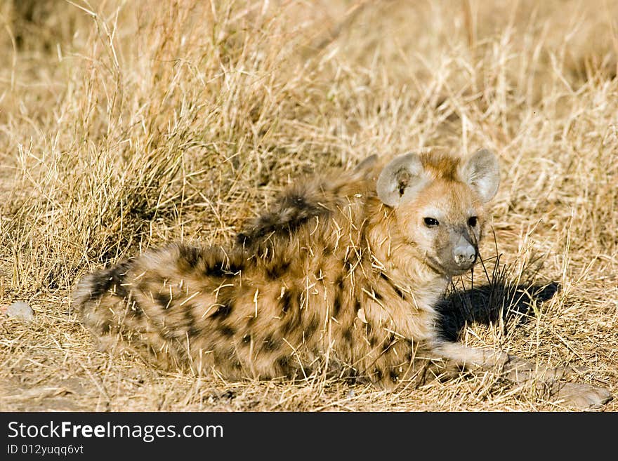 Hyena cub