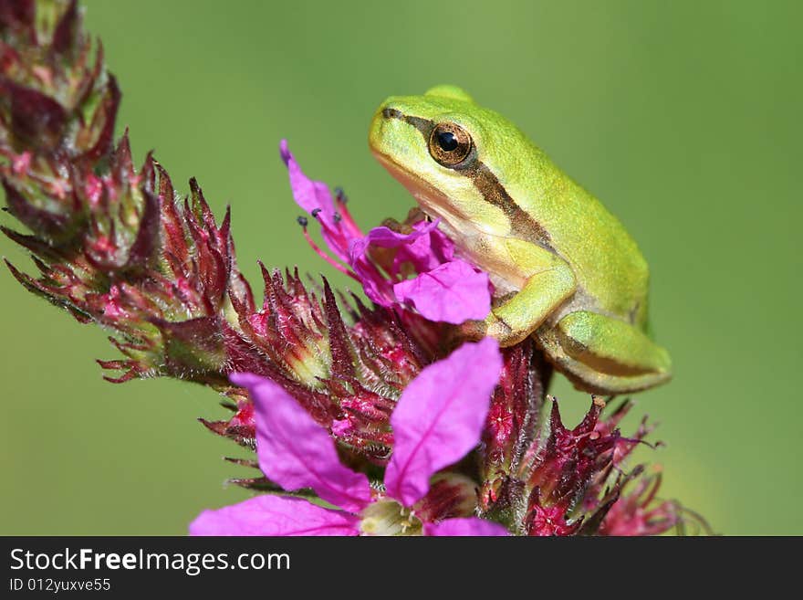 Little Tree-frog