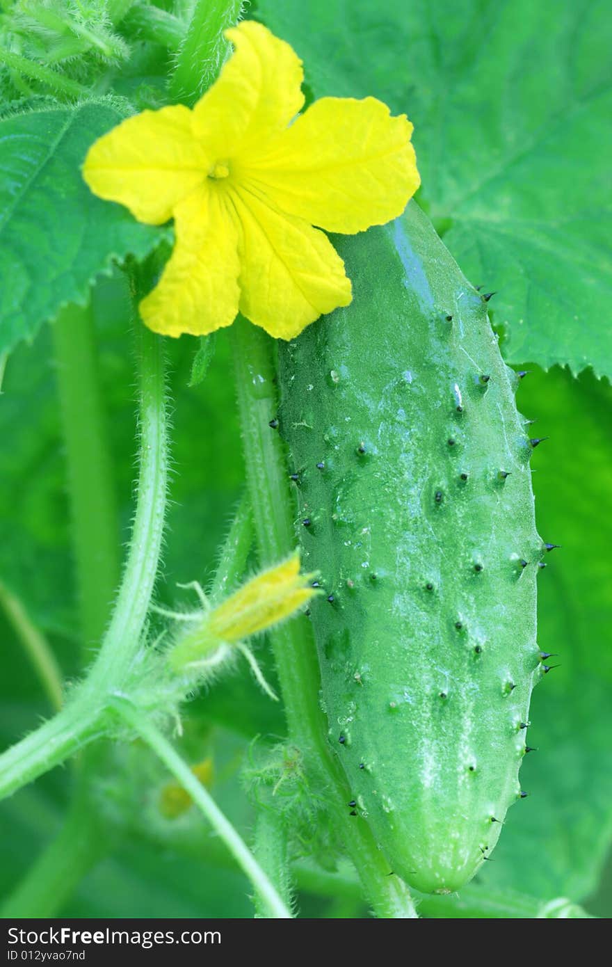 Fresh, green cucumber growing in a garden. Fresh, green cucumber growing in a garden.