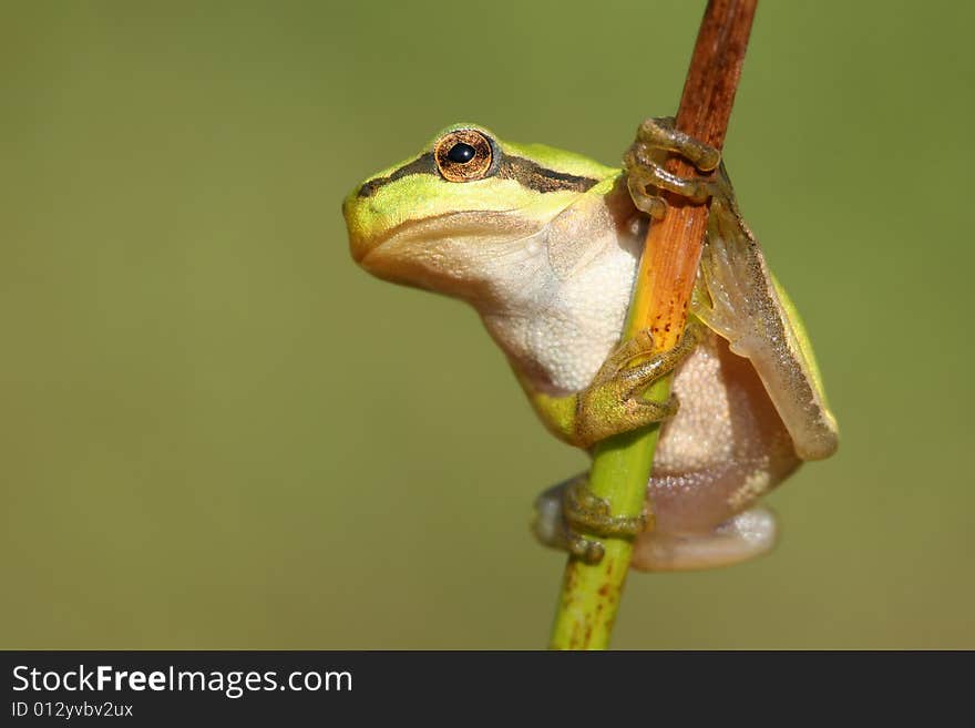 Tree-frog