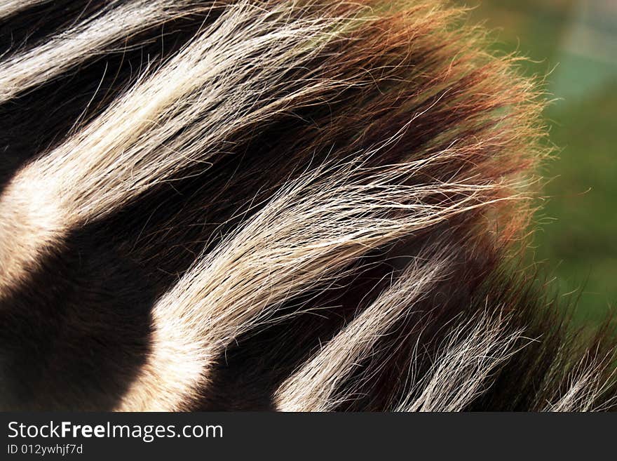 Close-up of a zebra's mane. Close-up of a zebra's mane