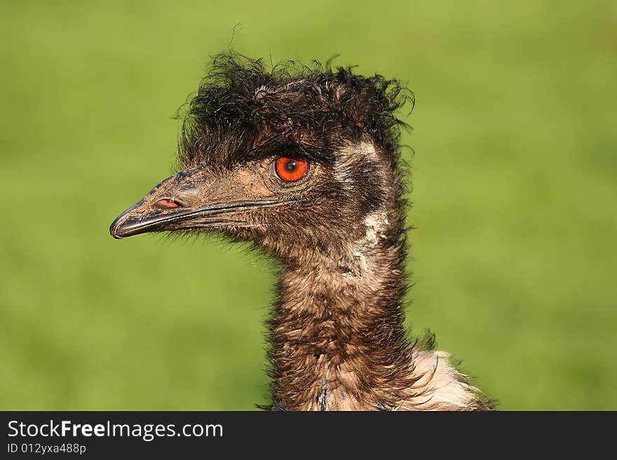 Ostrich close-up head box bird