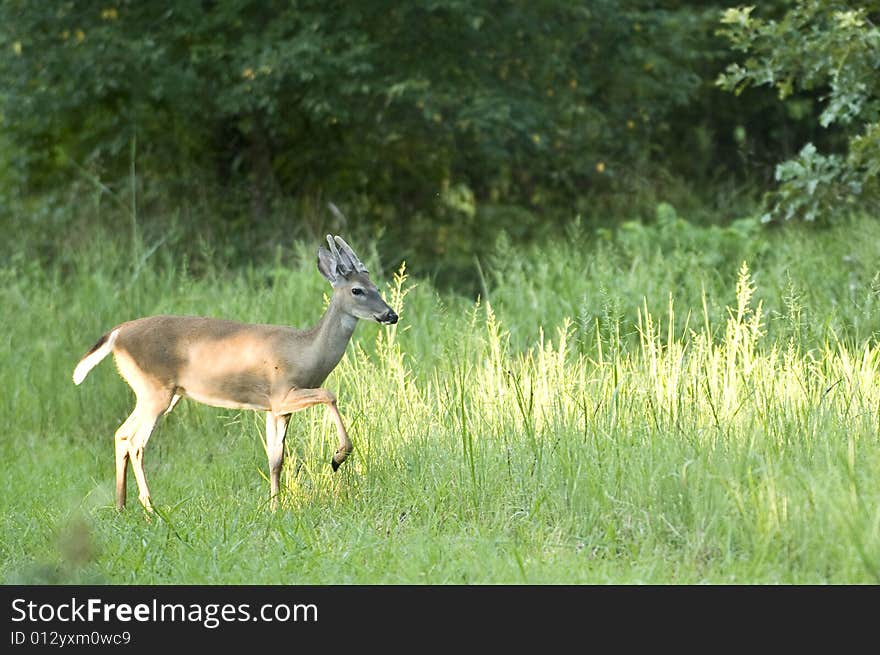 Deer in the Sun