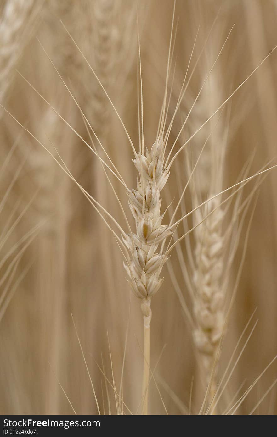 Single head of wheat against the field background