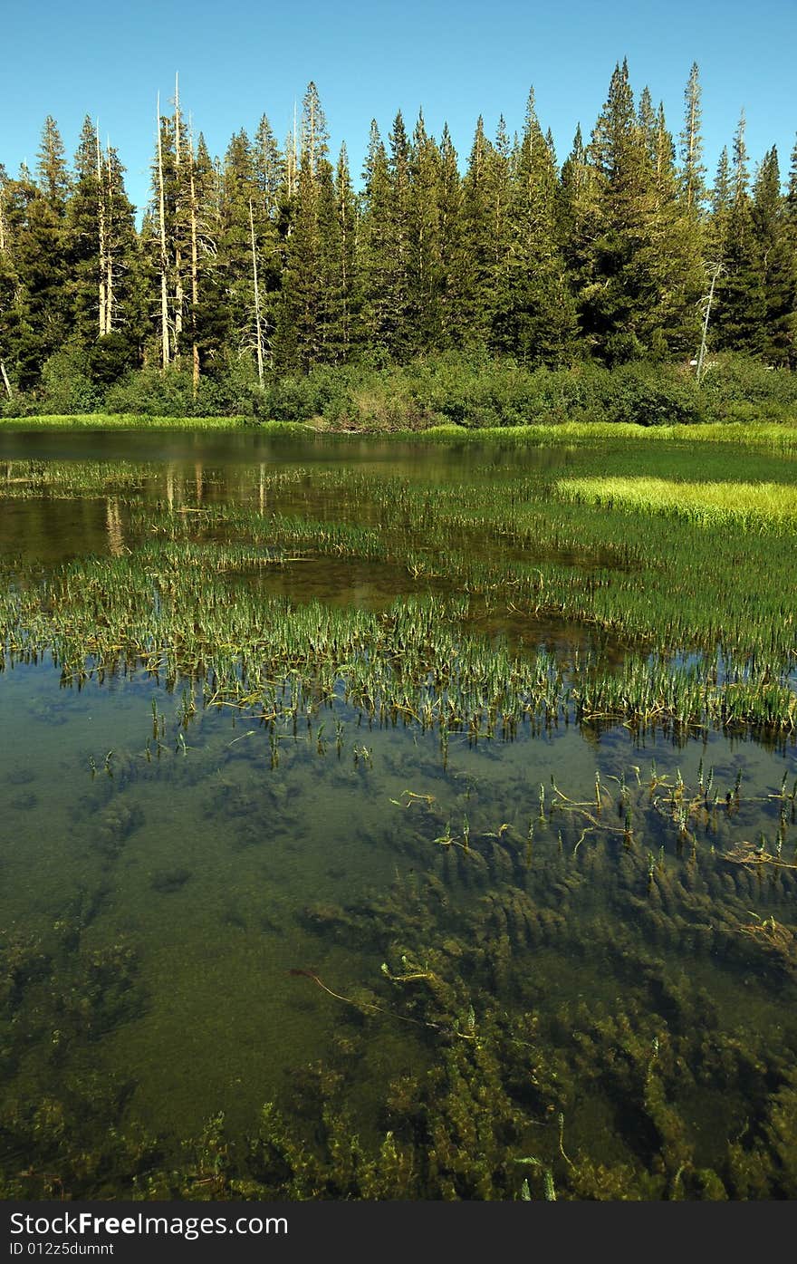 Lake in the forest