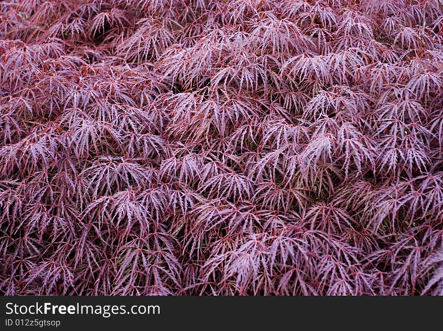 Background texture of red momiji (japanese maple) leaves