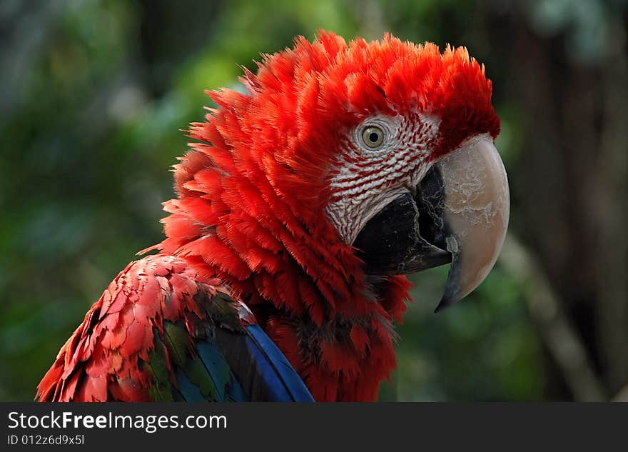 a red macaw parrot profile in the wild. a red macaw parrot profile in the wild