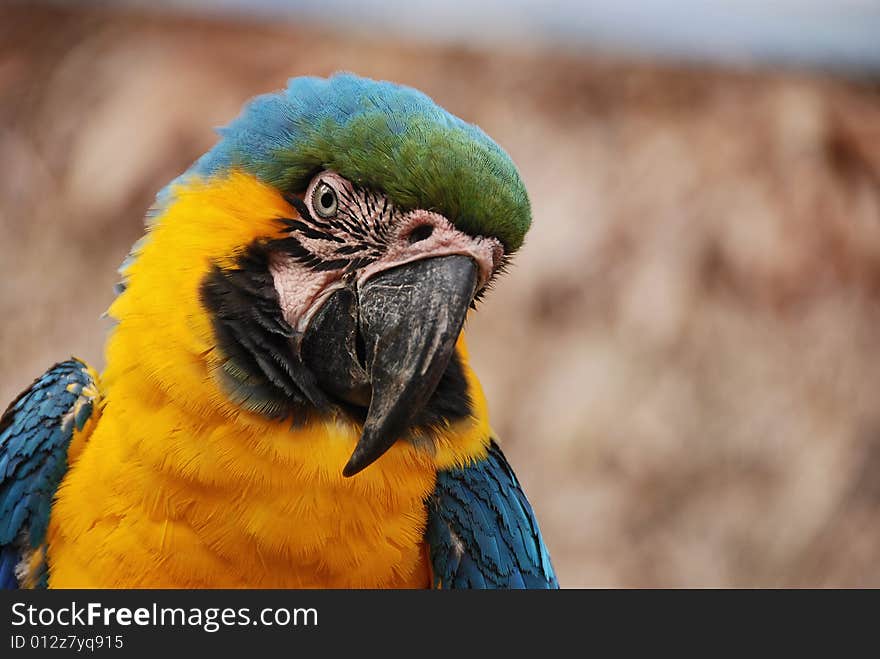 A curious yellow macaw parrot. A curious yellow macaw parrot