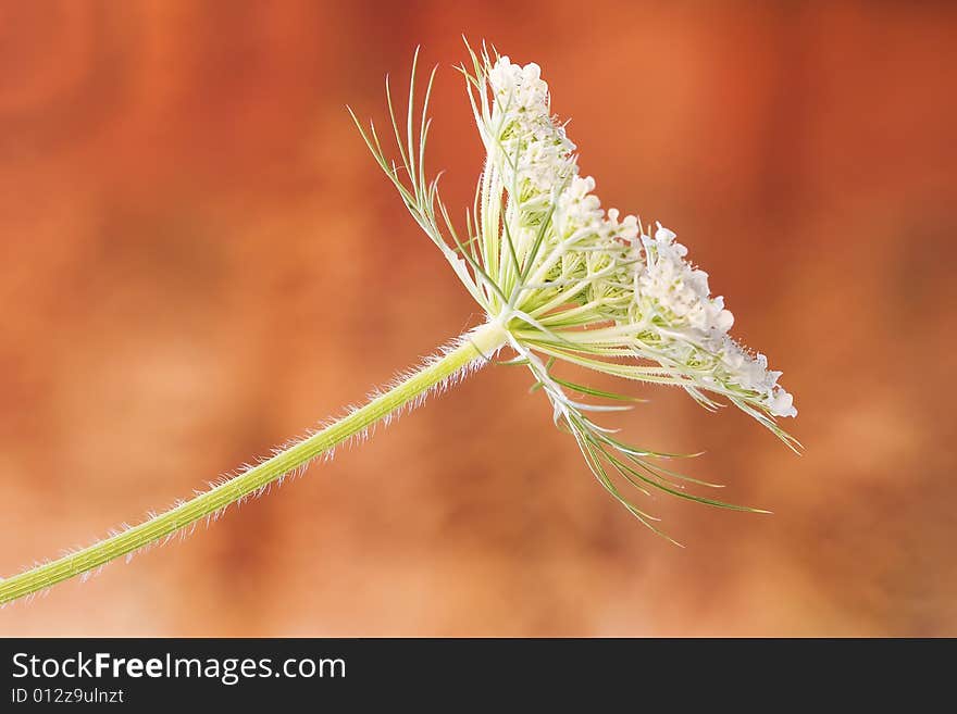 Queen Anne S Lace Flower