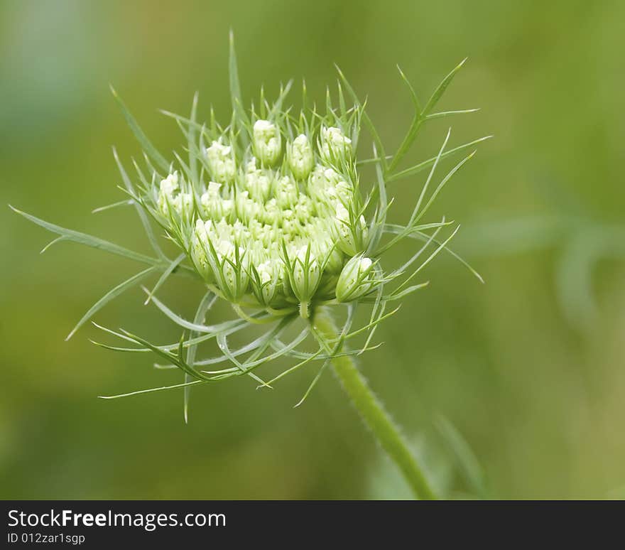 Queen Anne's lace isoled on green background