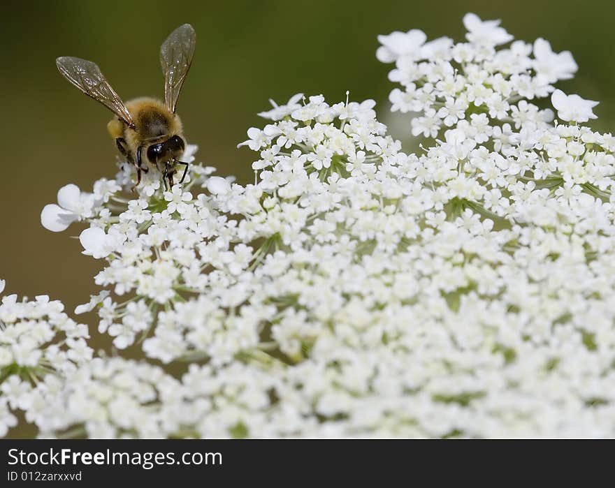 Queen Anne S Lace