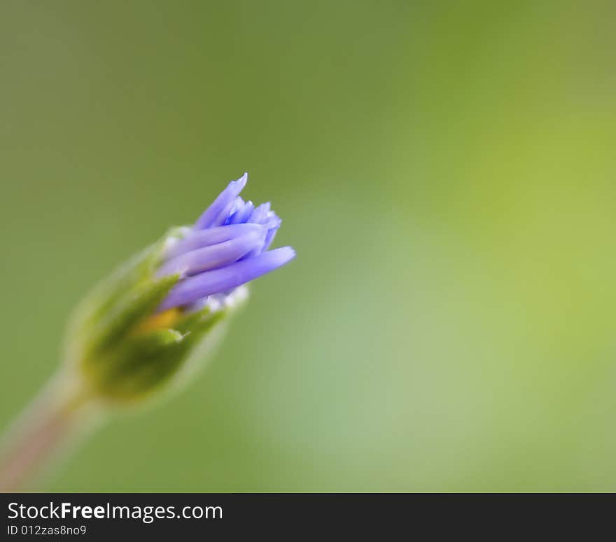 Purple Bud