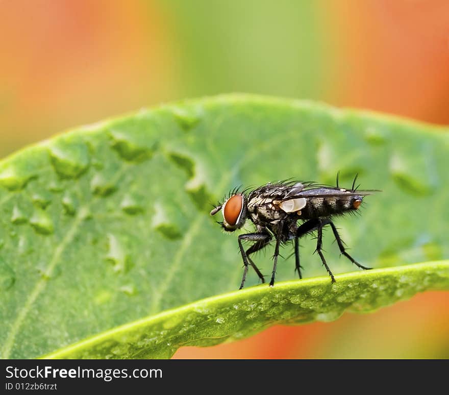 Fly standing on wet leaf