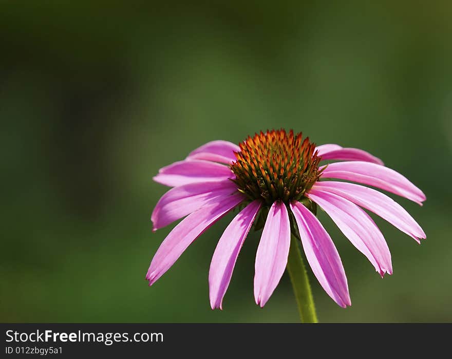 Echinacea