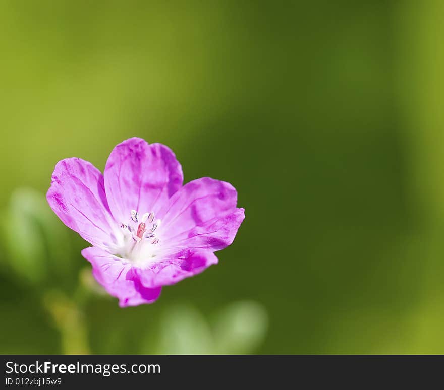 Pink flower isolated on green background