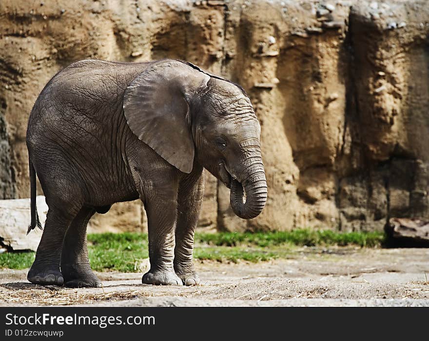 Baby Elephant Eating in front of wall