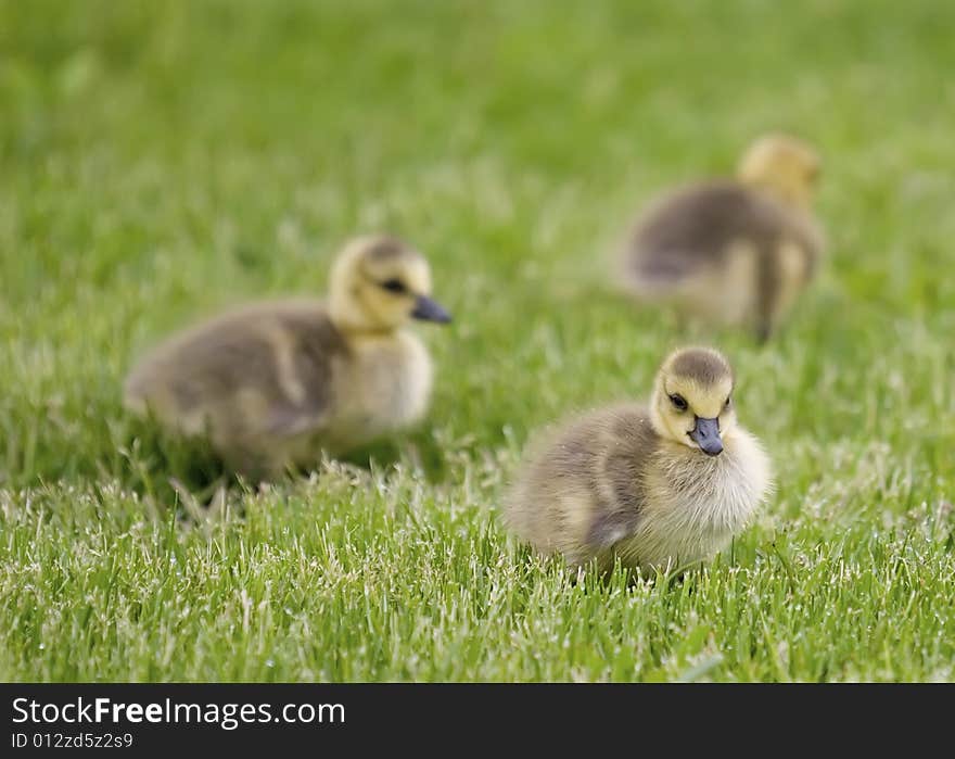 3 curious geese strolling through the grass. 3 curious geese strolling through the grass