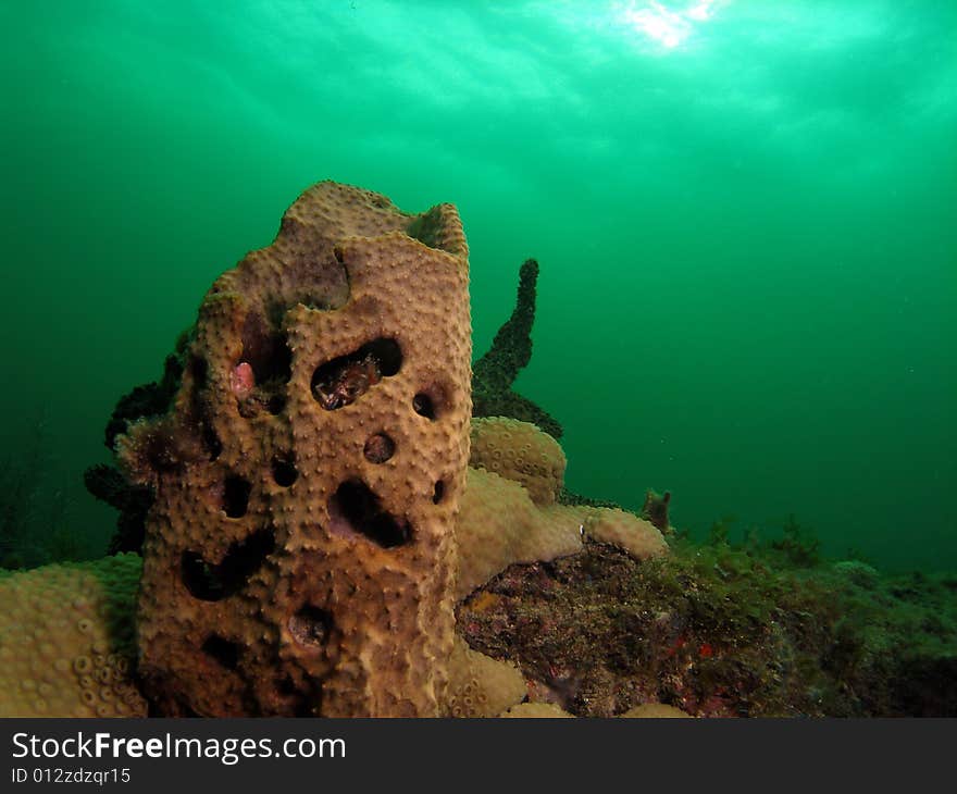 This barrel coral had what looked like a smiley face on it so it really caught my eye. It stands out with the nice light green background. This reef was right off shore in sunny south Florida and it is a favorite diving spot.