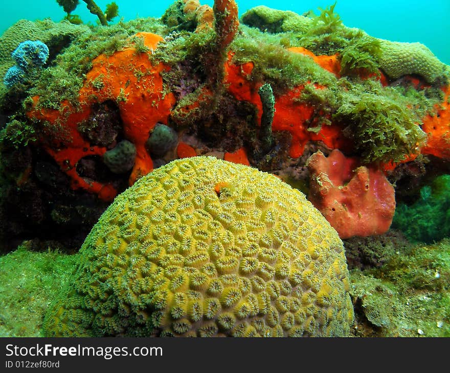 This elliptical star coral is found in a variety of colors and is charecterized by elliptical corallites. The sizes vary from tiny to huge. This image was taken at 12th Street  reef in Pompano Beach, Florida