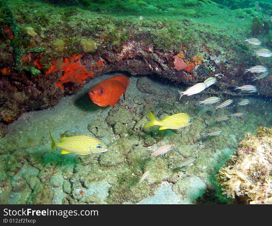 This bigeye fish is uniformed reddish color and is common in Florida and thru out the eastern Caribbean. It was just relaxing while some grunts seem to be just swimming by. This bigeye fish is uniformed reddish color and is common in Florida and thru out the eastern Caribbean. It was just relaxing while some grunts seem to be just swimming by.