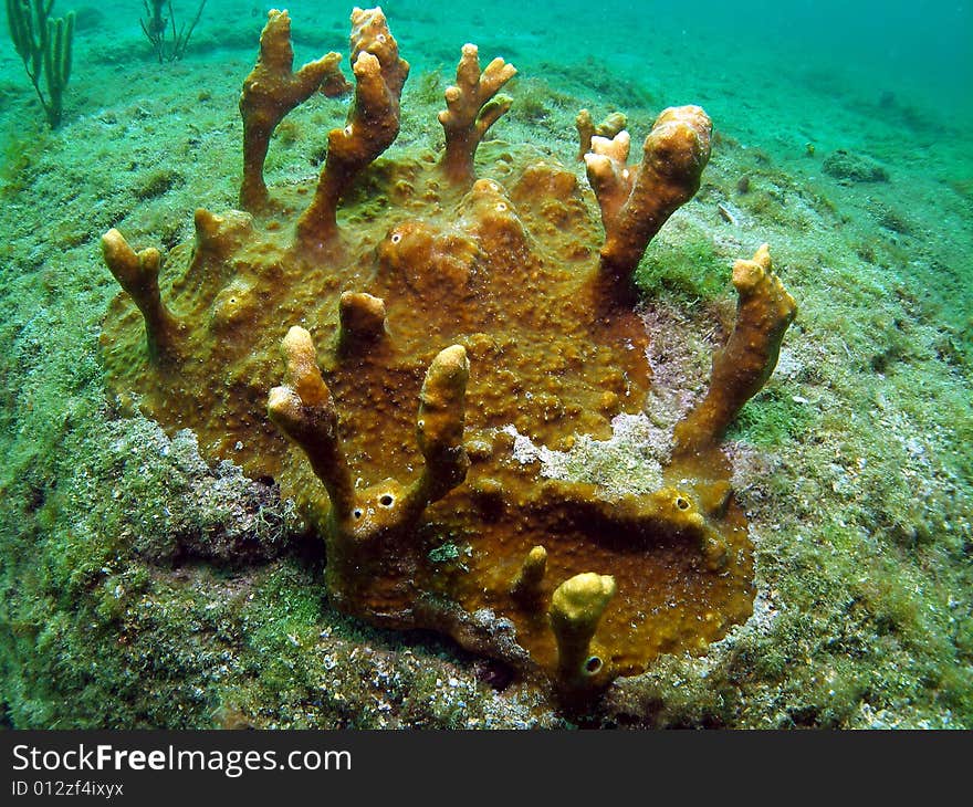 Brown variable sponge grows in very irregular shapes, with irregular structures. This type of sponge is brown or tan and is common in Florida. This sponge was taken off the beach in South Florida.