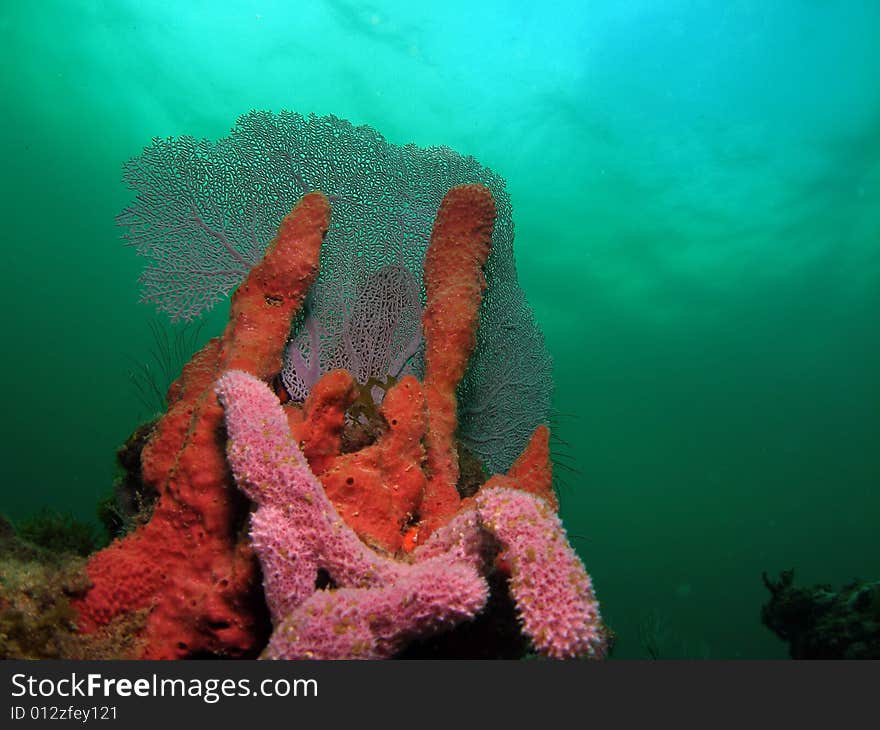 This common sea fan, red sponge and purple coral make a perfect center piece for this picture. The image was taken at 18 feet. This was a beach dive off of 12th street in Pompano Beach, Florida. This common sea fan, red sponge and purple coral make a perfect center piece for this picture. The image was taken at 18 feet. This was a beach dive off of 12th street in Pompano Beach, Florida.