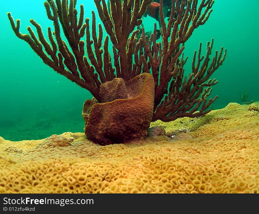 Barrel Sponge and Spiny Sea Rod