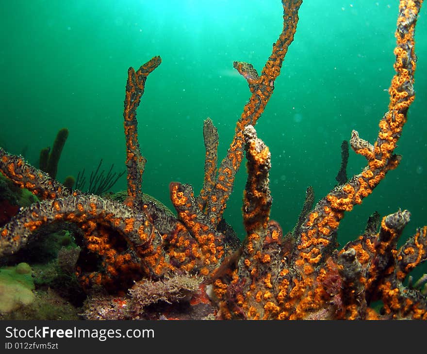 Green finger sponge is very common in the Bahamas, Caribbean and south Florida. This sponge has some beautiful gold color to it and it seems to be reaching for the surface in front of the light bluegreen background. This was taken in Pompano Beach, Florida. Green finger sponge is very common in the Bahamas, Caribbean and south Florida. This sponge has some beautiful gold color to it and it seems to be reaching for the surface in front of the light bluegreen background. This was taken in Pompano Beach, Florida.