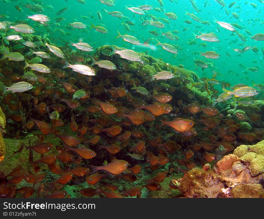 Glassy sweeps like to swim in large group and will allow you to get close to the if you swim very slow. They are common in South Florida. They have large eyes and deep belly profile with a very thin body that is copper in color. Glassy sweeps like to swim in large group and will allow you to get close to the if you swim very slow. They are common in South Florida. They have large eyes and deep belly profile with a very thin body that is copper in color.