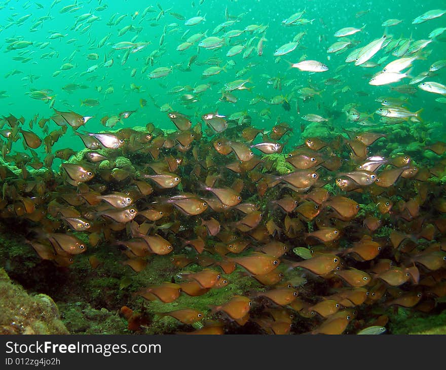 These glassy sweeps are very common to South Florida. They like to swim in large groups and allowed me to get really close to them to take this shot.