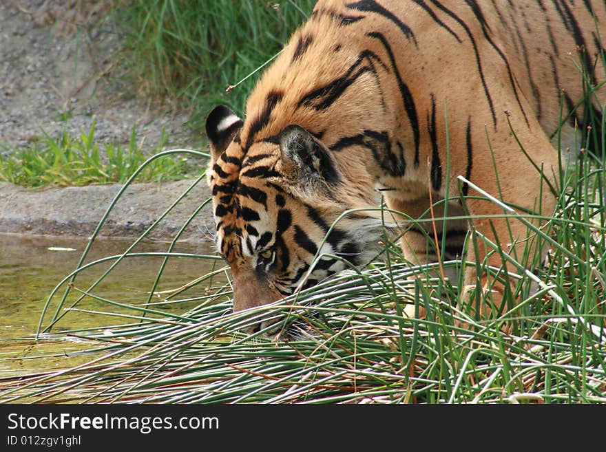 Upclose picture of a tiger drink from a river. Upclose picture of a tiger drink from a river