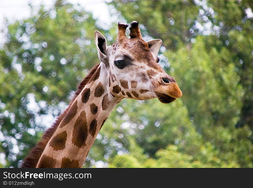 Head of a giraffe against green trees. Head of a giraffe against green trees