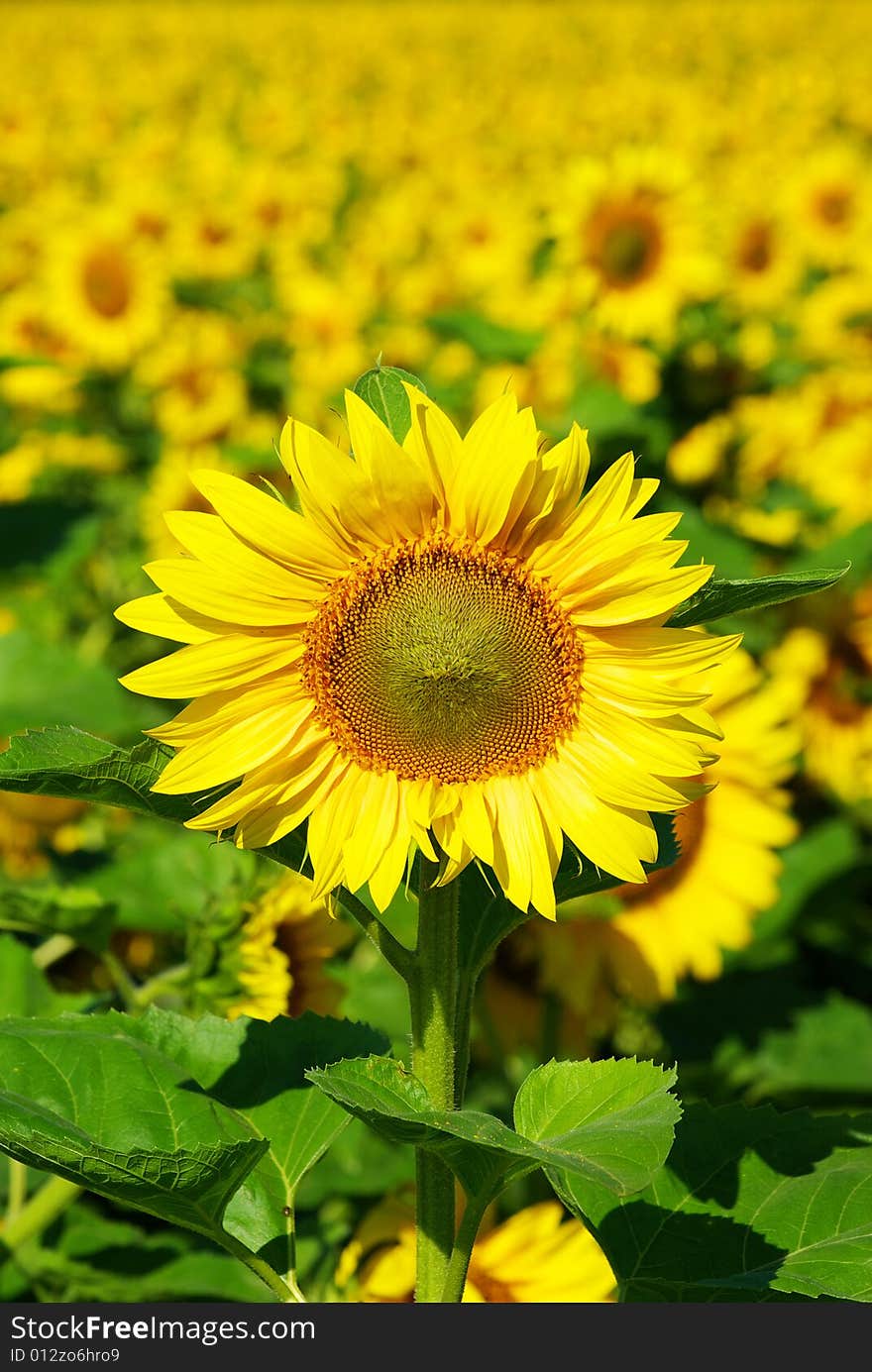 Sunflower