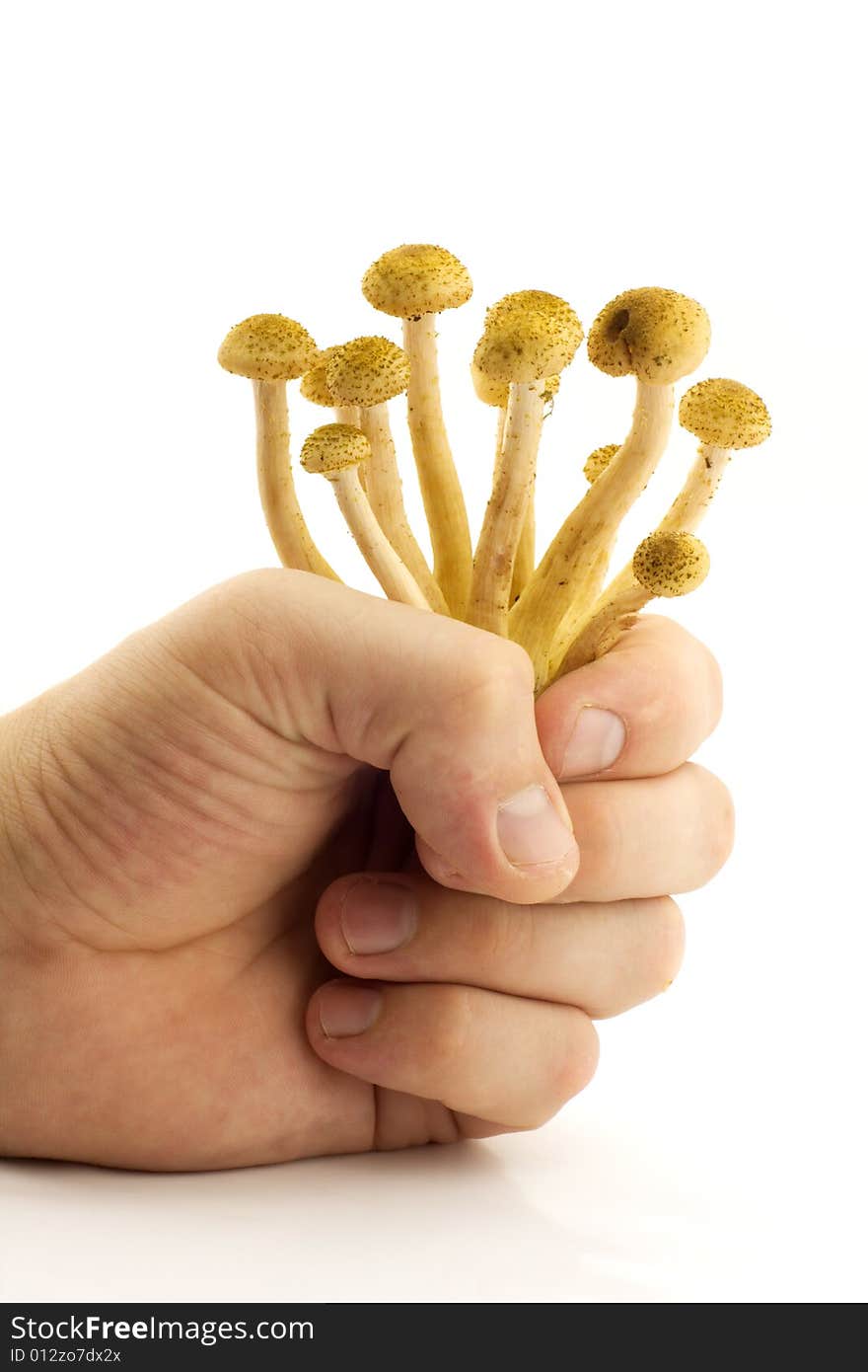 Hand holding several mushrooms over white background. Hand holding several mushrooms over white background