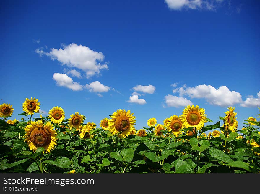 Sunflower field over cloudy blue sky