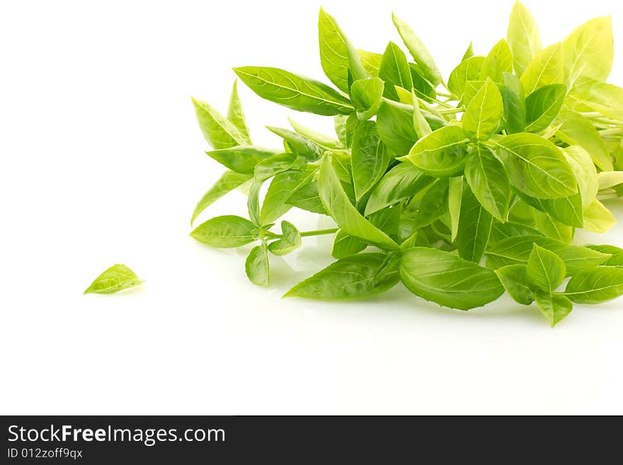 Bunch Of Fresh Green Basil, Isolated