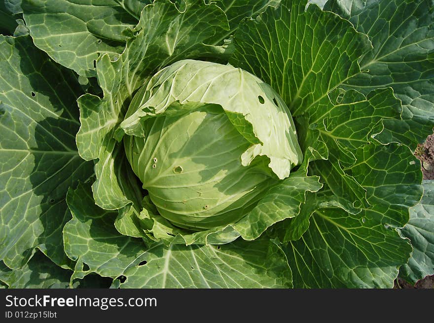 Cabbage