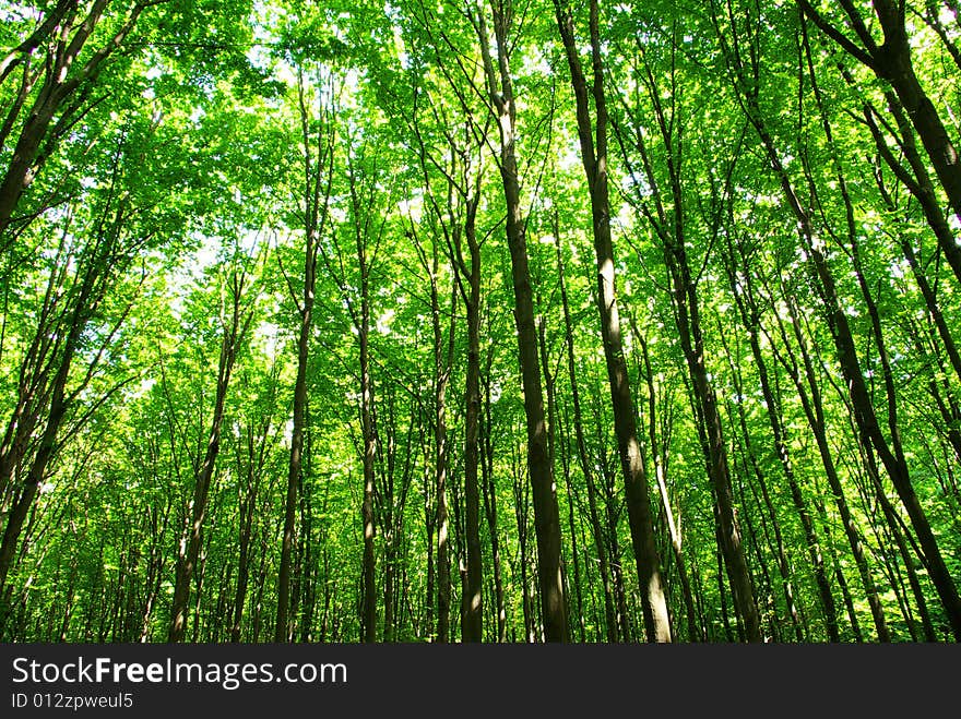 Green leaves background in sunny day. Green leaves background in sunny day