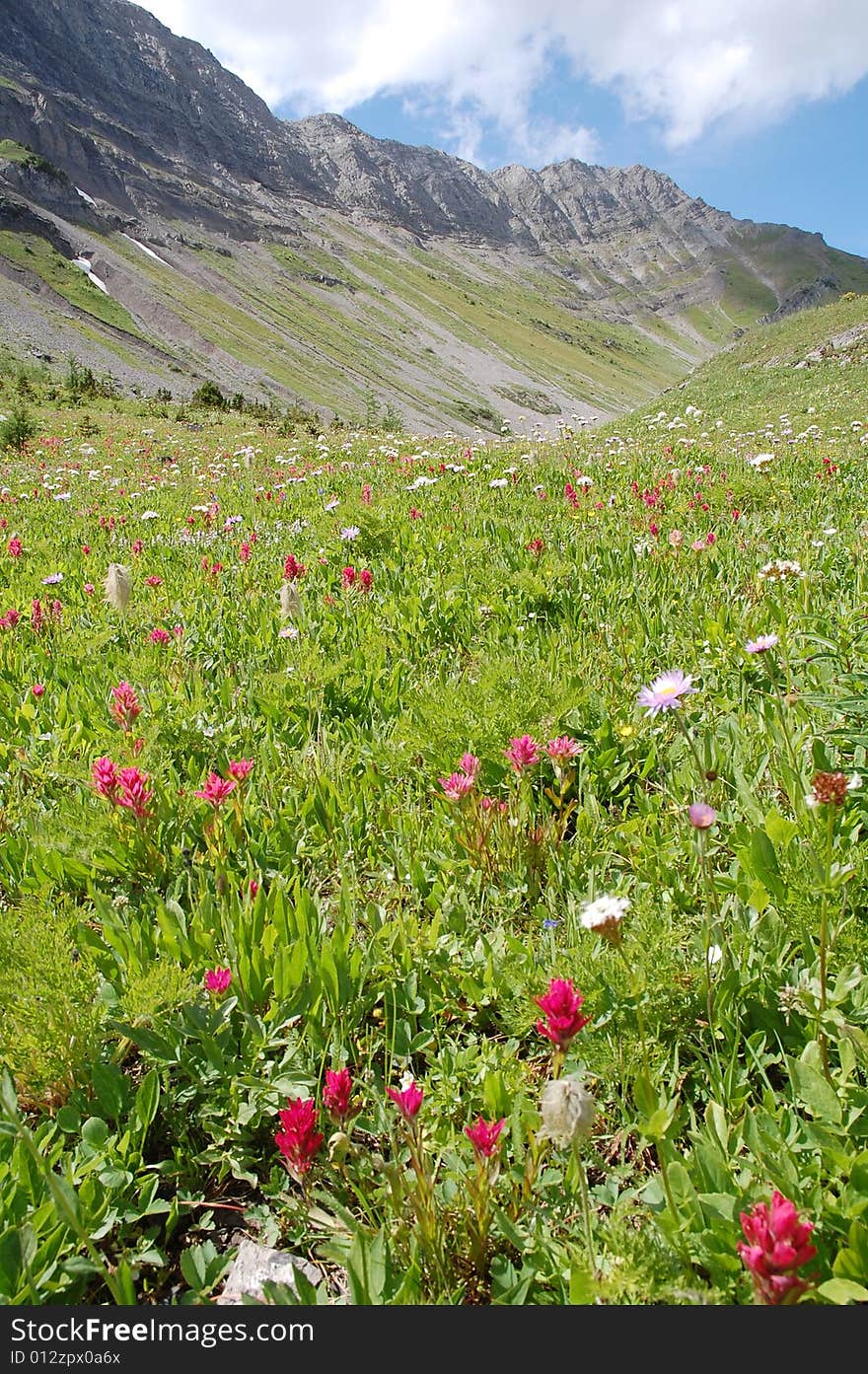 Mountains and alpine meadow