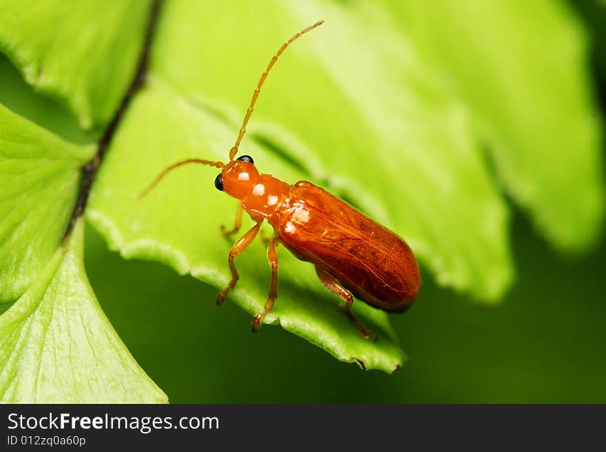 Little Orange Beetle