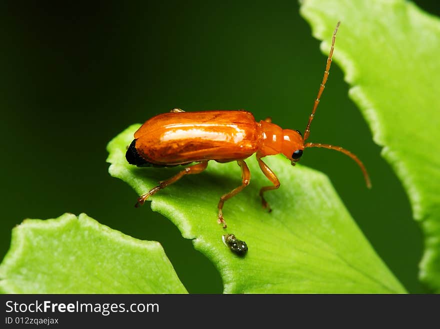 Little Orange Beetle