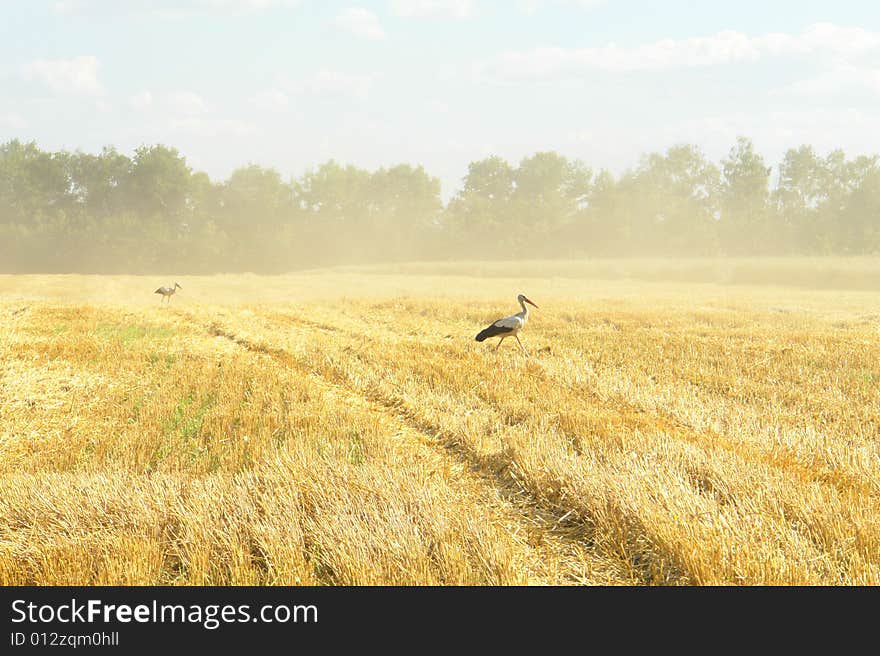 Stork