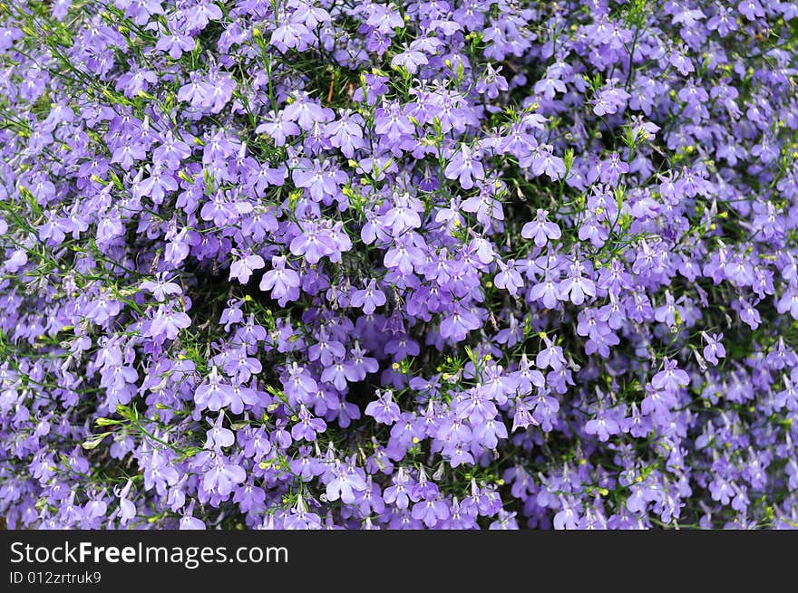 Small violet flower