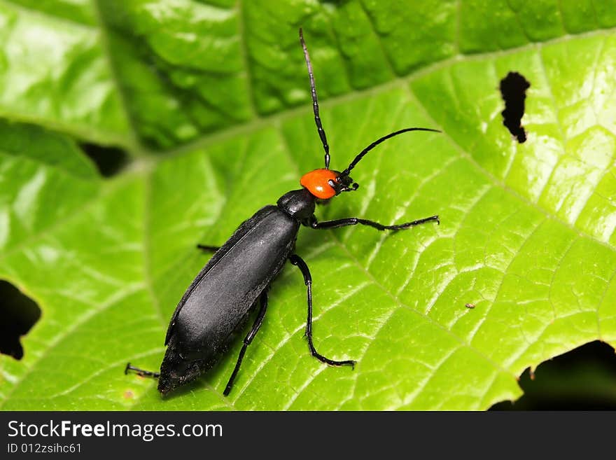 Macro/close-up shot of a black orange coleoptera beetle.