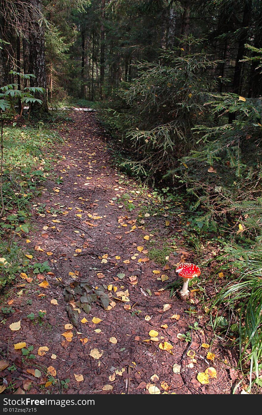 A path through the woods with fallen yellow leaves and a toadstool. A path through the woods with fallen yellow leaves and a toadstool.