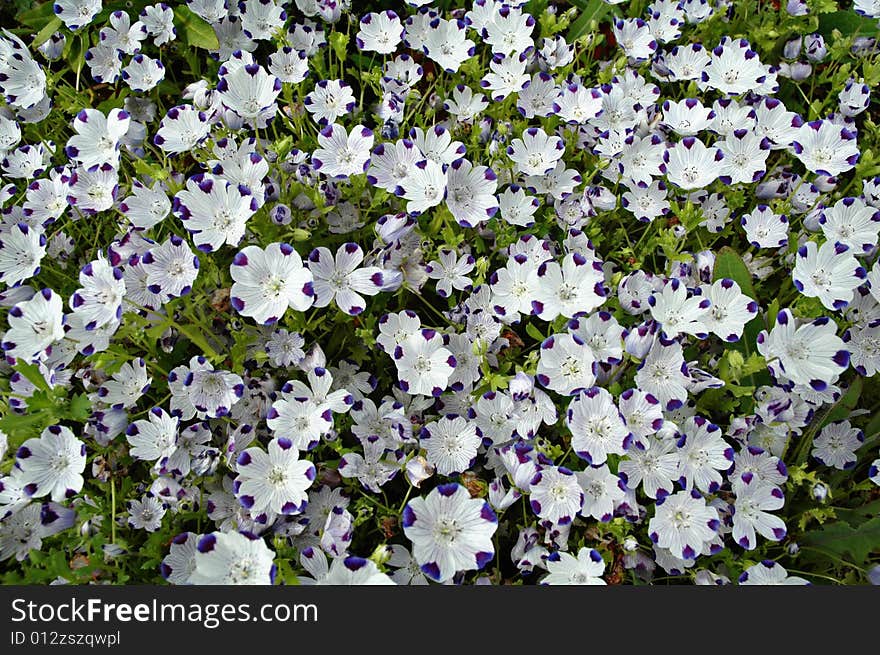 Beautiful Nemophila flowers in bloom.