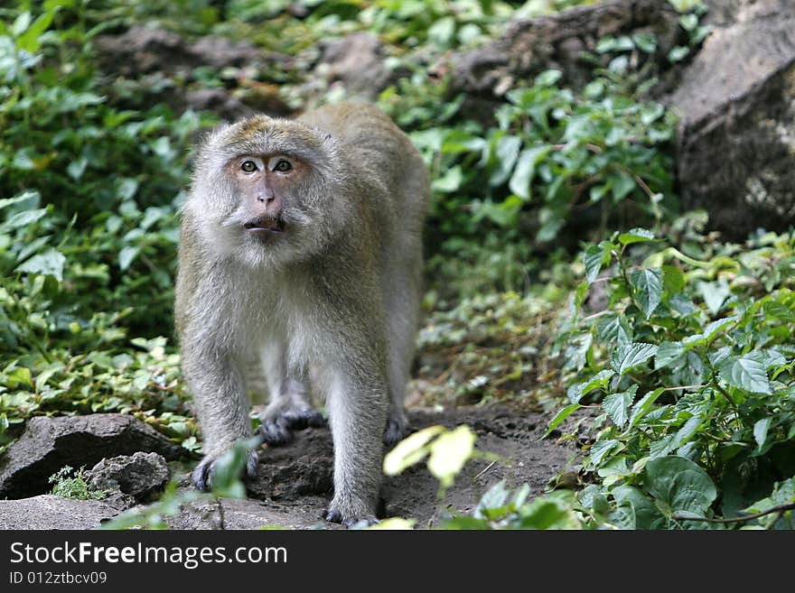 A monkey in a jungle at north Thailand