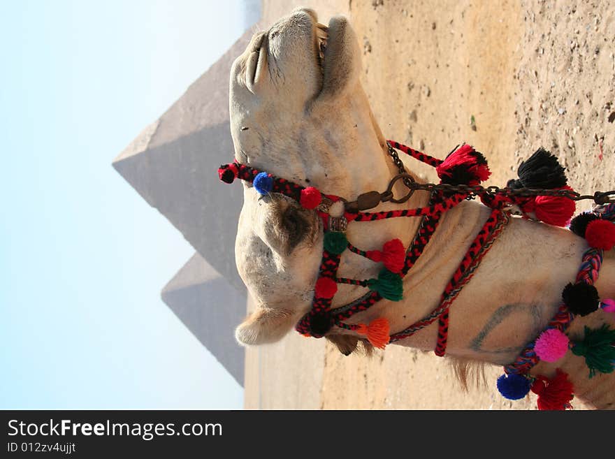 Camel in front of The pyramids of gaza in egypt. Camel in front of The pyramids of gaza in egypt