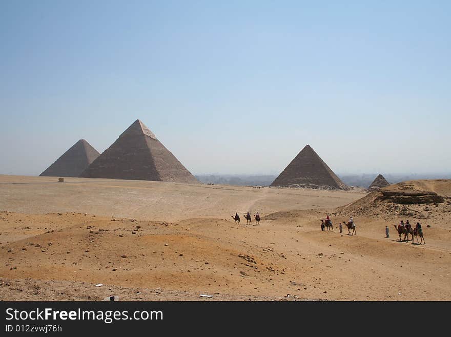 Camel in front of The pyramids of gaza in egypt. Camel in front of The pyramids of gaza in egypt