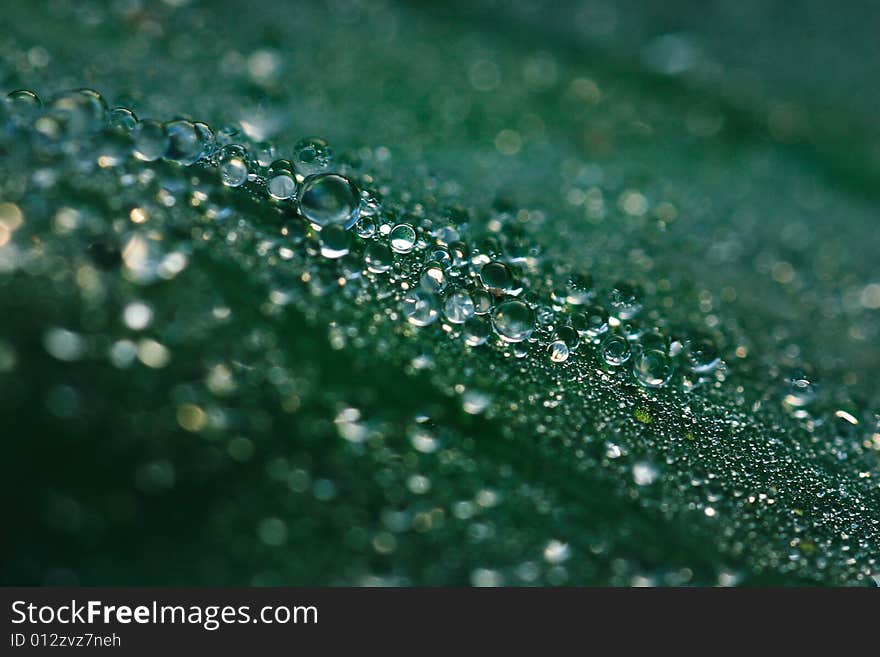 Beautiful water drops on lotus leaf. Captured in the morning. Beautiful water drops on lotus leaf. Captured in the morning.